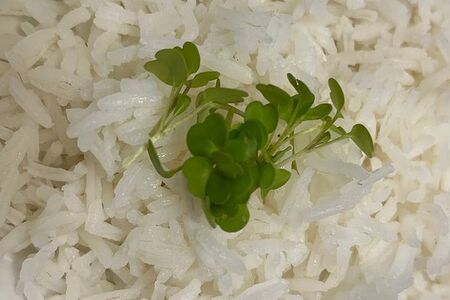 Рис басмати