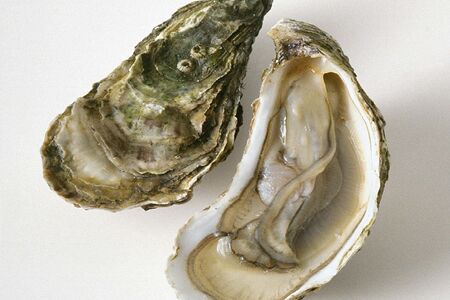 Устрица Ромаринка