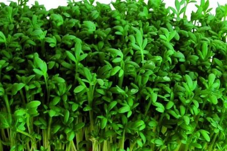 Микрозелень Кресс-салат