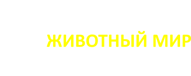 Животный Мир