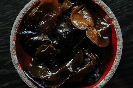 Древесные грибы