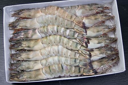 Креветки тигровая 16/20