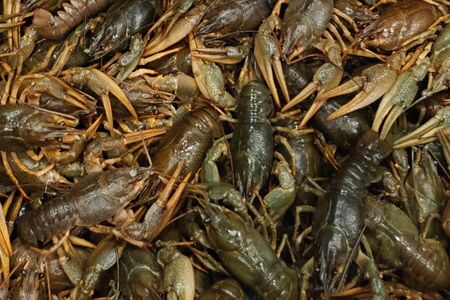 Раки волжские средние живые