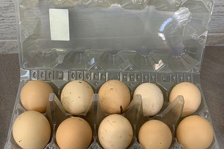 Яйцо домашнее