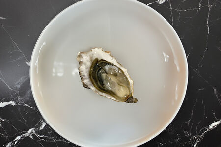 Устрица Касабланка