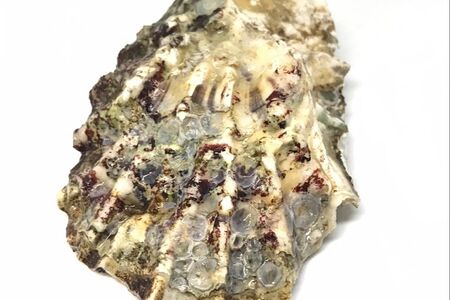 Устрица Хасанская