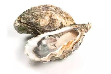 Устрица Маака №1