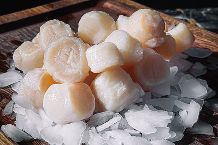 Морской гребешок Приморский