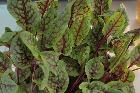 Щавель Кровавая Мэри