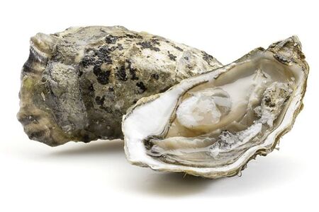 Устрица Люмьер (Фин де Клер)