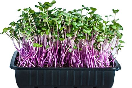 Микрозелень кольраби