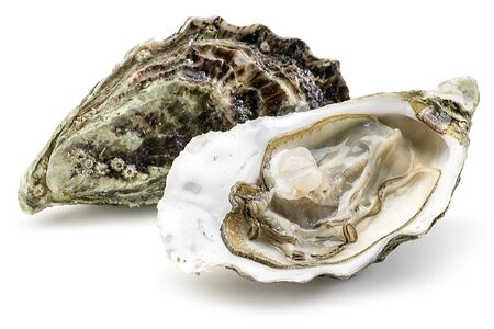 Устрица Касабланка