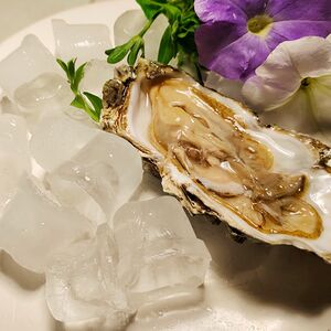 Устрица сакура