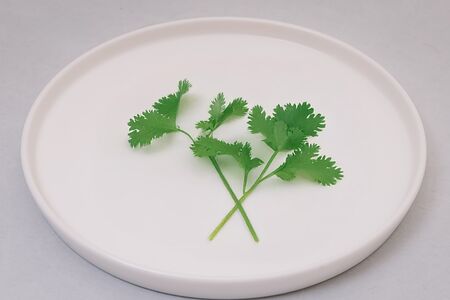 Кинза свежая