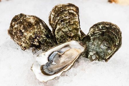 Устрица Ромаринка 