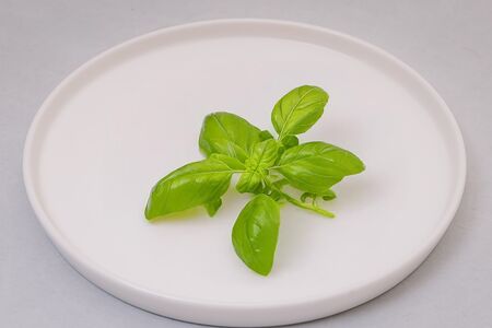 Базилик свежий