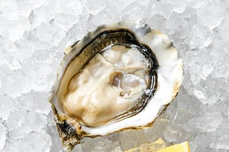 Устрица Маака