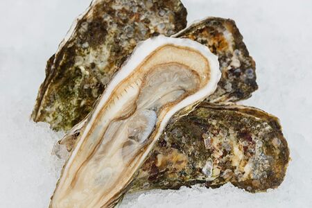 Устрица Императорская