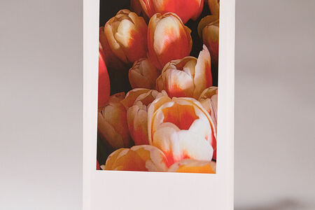 Открытка Тюльпаны