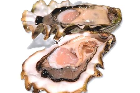 Устрица Розовая Джоли