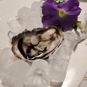 Устрица Фин де Клер