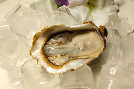 Устрица Хасанская