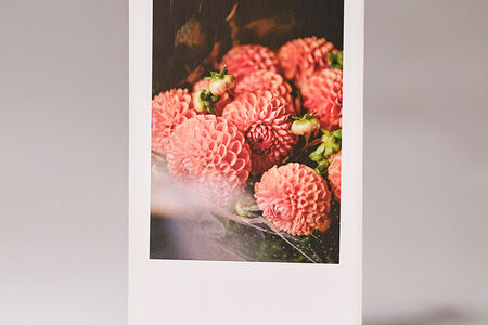 Открытка Георгины