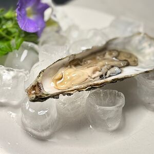 Устрица Императорская