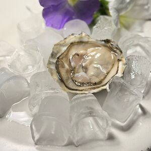 Устрица Розовая Джоли