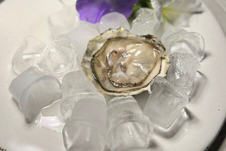 Устрица Розовая Джоли