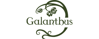 Galanthus flowers