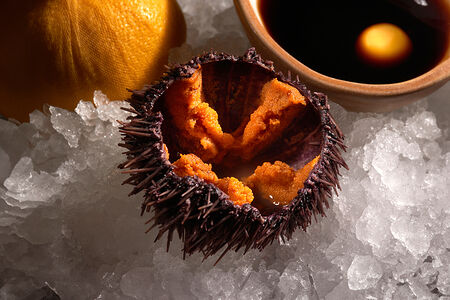 Морской ёж Мурманск 