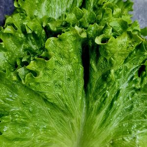 Листья латука