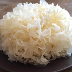 Морской гриб-гребешок