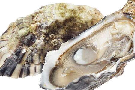 Устрица Жилардо