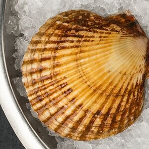 Гребешок сахалинский живой (1 шт)