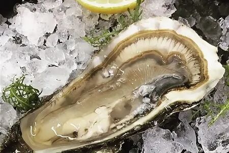 Устрица Императорская