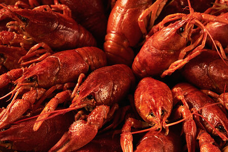 Раки отварные крупные