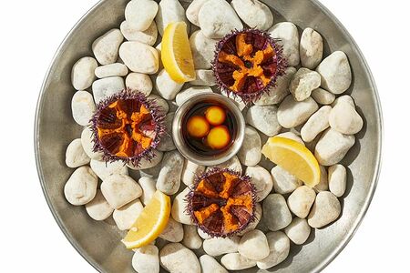 Сет мурманских ежей