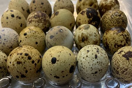 Яйцо перепелиное