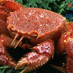 Краб Волосатик