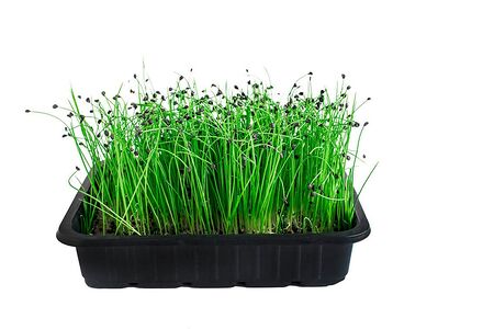 Микрозелень Лук-порей