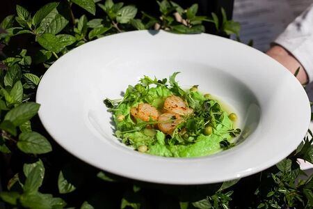 Гребешки с кремом из зеленого горошка и консоме из стружки тунца