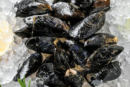 Мидии мурманские живые