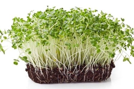 Микрозелень горчицы