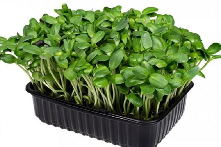 Микрозелень подсолнечника