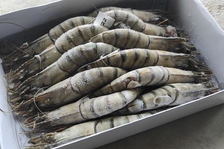 Тигровая креветка