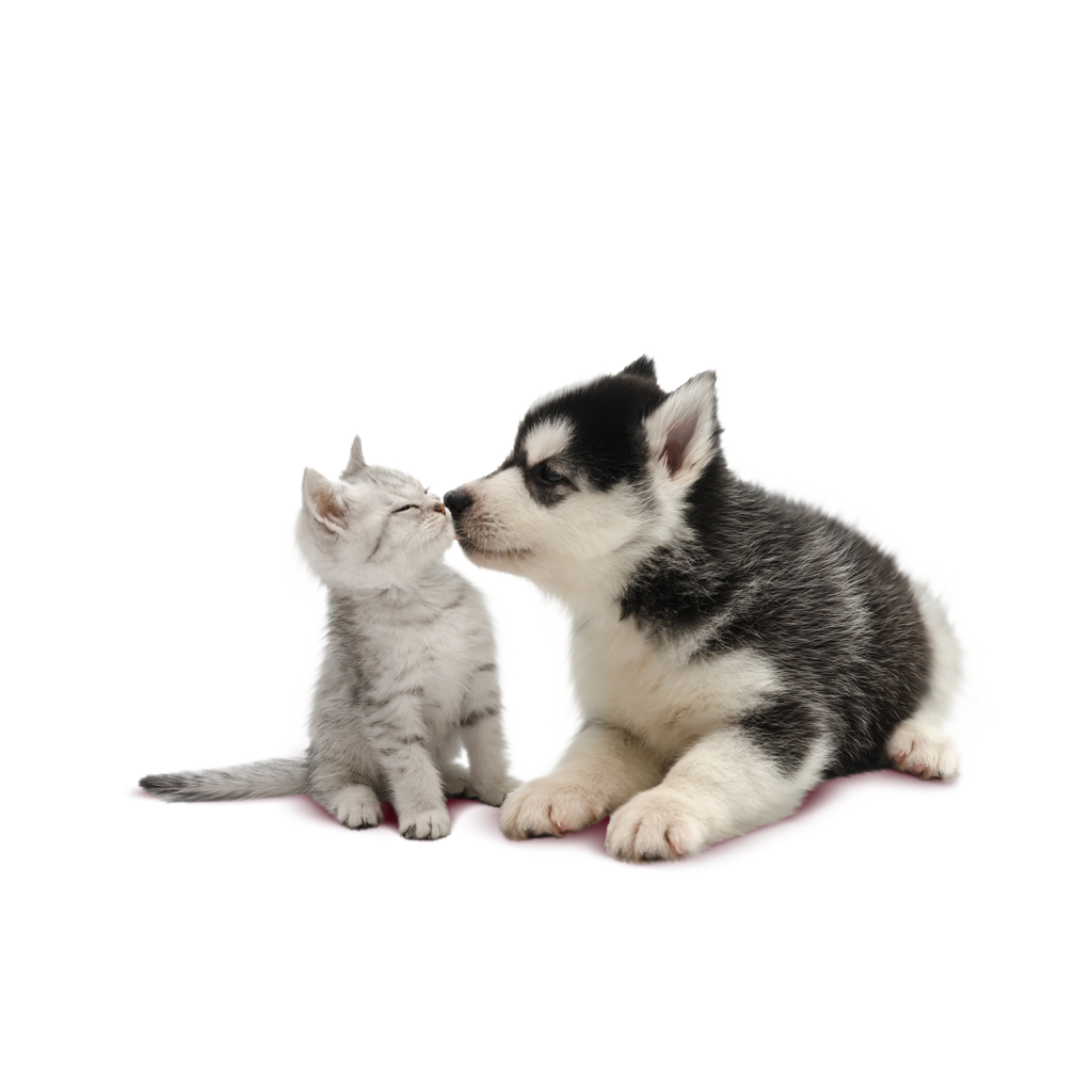 Y t'reste tu d'quoi manger? Cute animals, Funny animals, Funny animal pictures