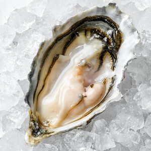 Устрица розовая Джоли