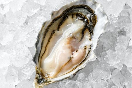 Устрица розовая Джоли